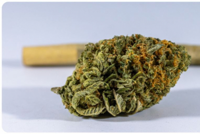 CBD : Le Conseil d'Etat autorise d&eacute;finitivement la vente de fleurs de CBD