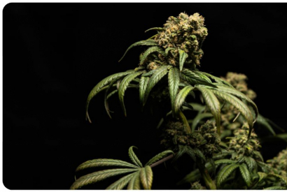 Eden Garden CBD : du CBD de qualit&eacute; fran&ccedil;aise