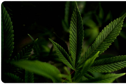 Vapoter du CBD pour arr&ecirc;ter de fumer