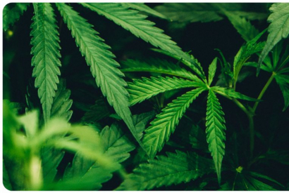 Tuto : R&eacute;aliser son propre eliquide DIY CBD 