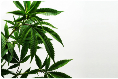 Qu'est-ce que le CBD ?